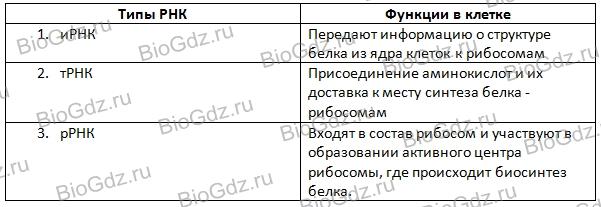 Иллюстрация к материалу «Тема 2.2. Химический состав клетки.»