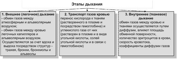 Иллюстрация к материалу «Строение дыхательной системы»