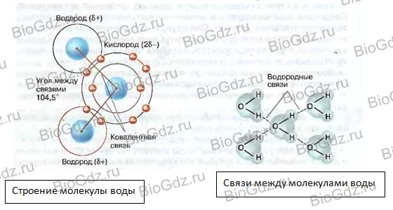 Иллюстрация к материалу «Тема 2.2. Химический состав клетки.»